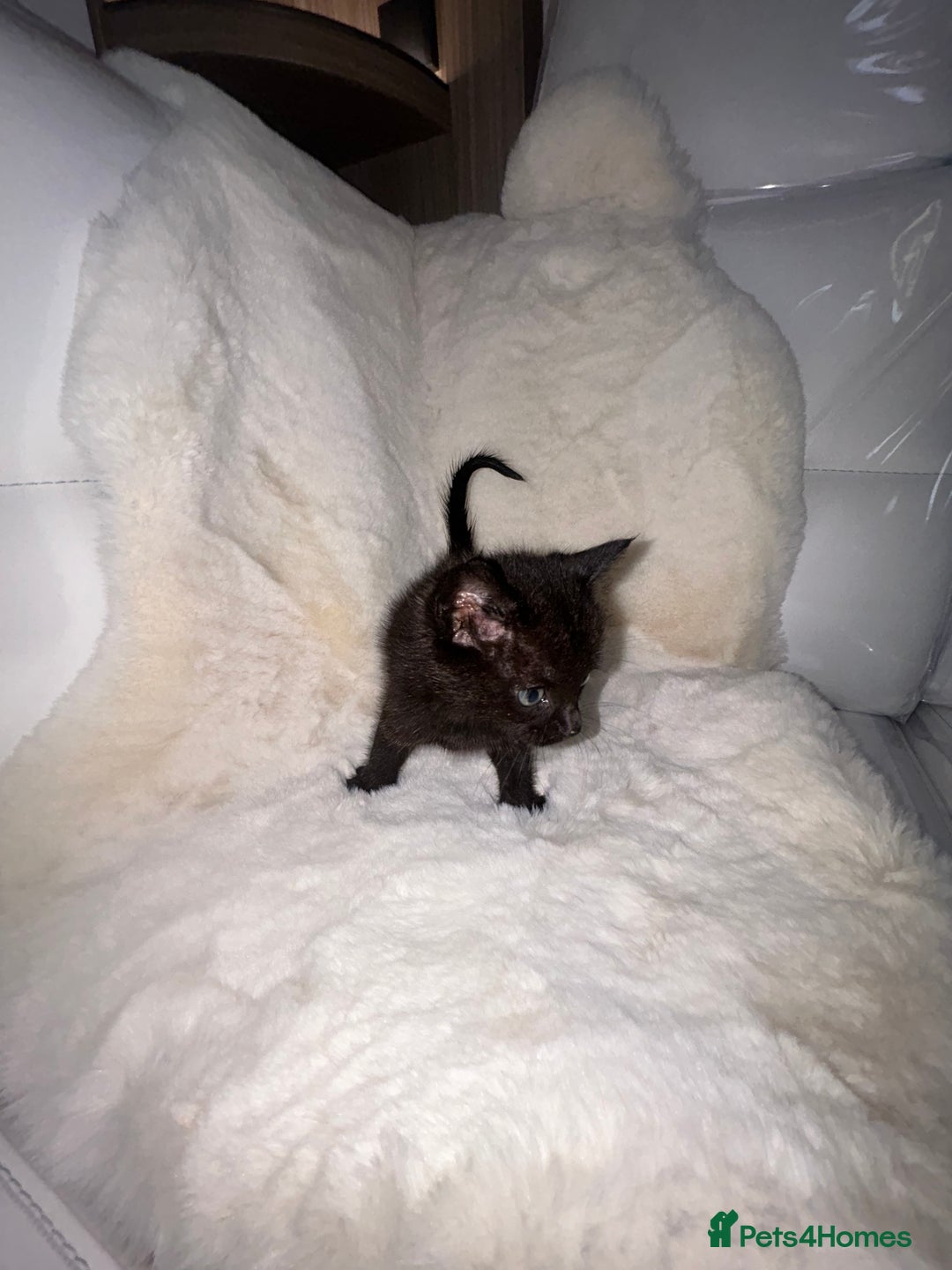 Siamese cats for sale: Tiny🥹half siamese kittens for sale ready to leave - Image 2