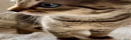 Bengal cats for sale: Glittery Bengal X With Famous References! - Advert 10