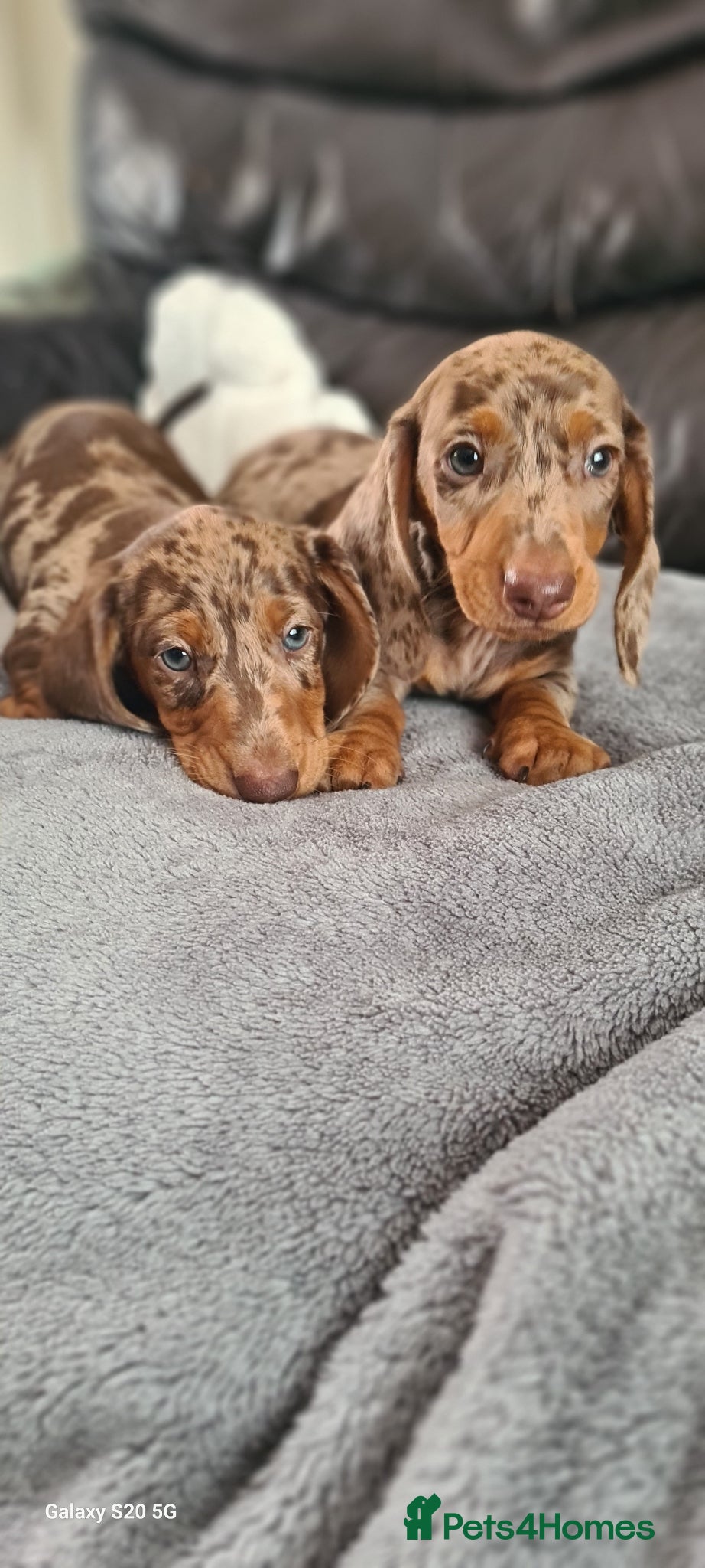 Miniature Dachshund dogs for sale: KC registered dapple miniature dachshunds  - Advert 6