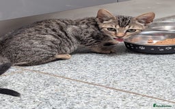 Mixed Breed cats for sale: 4 Tabby cats and one black with Sphynx mother - Image 7