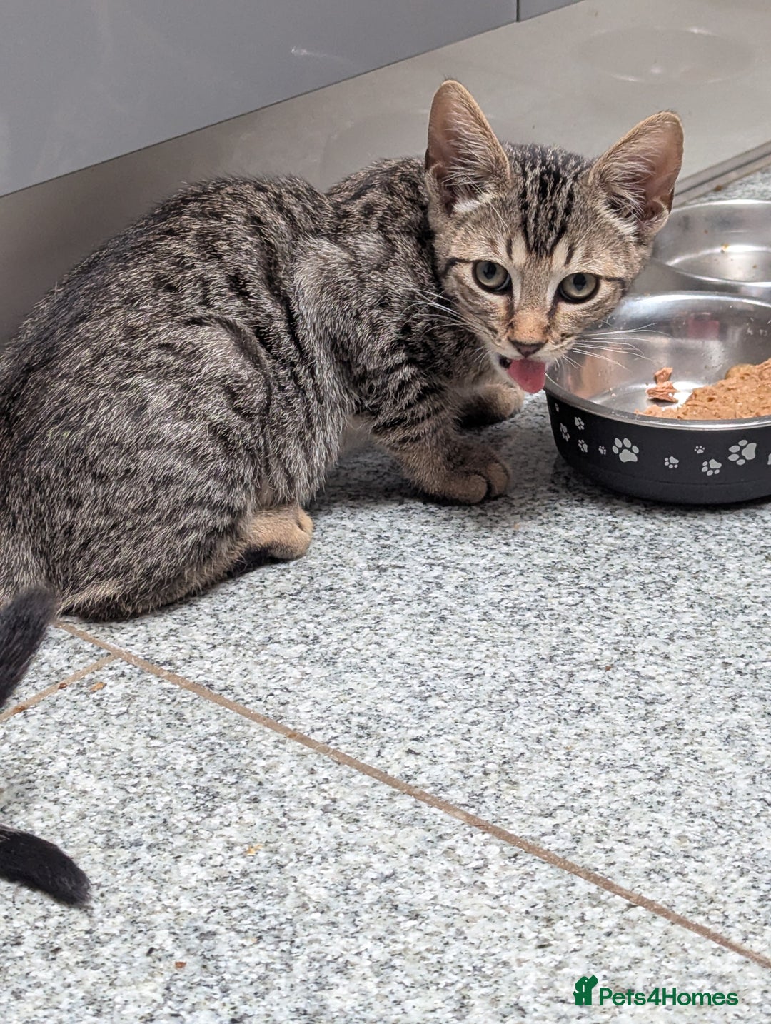 Mixed Breed cats for sale: 4 Tabby cats and one black with Sphynx mother - Image 7