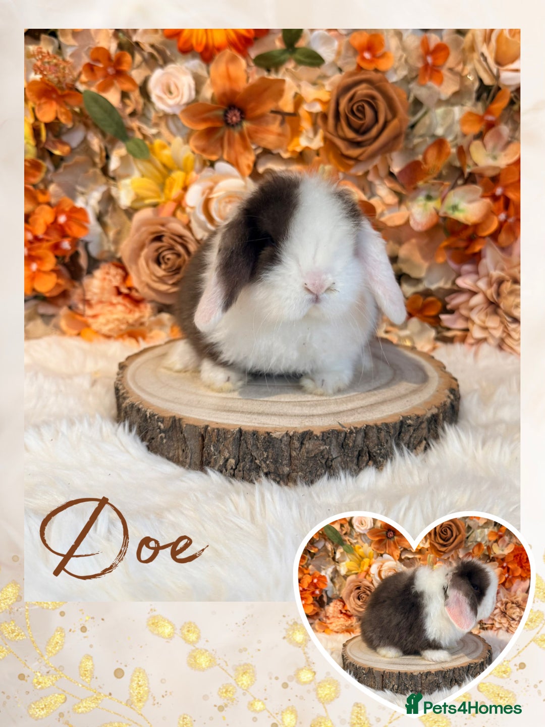 Mini Lop rabbits for sale: VACCINATED MINI LOPS BUNNIES - Advert 6