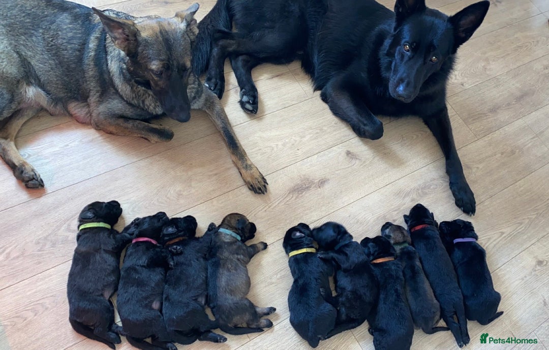 German Shepherd dogs for sale: Working Line German Shepherd Puppies – Cornwall - Image 17