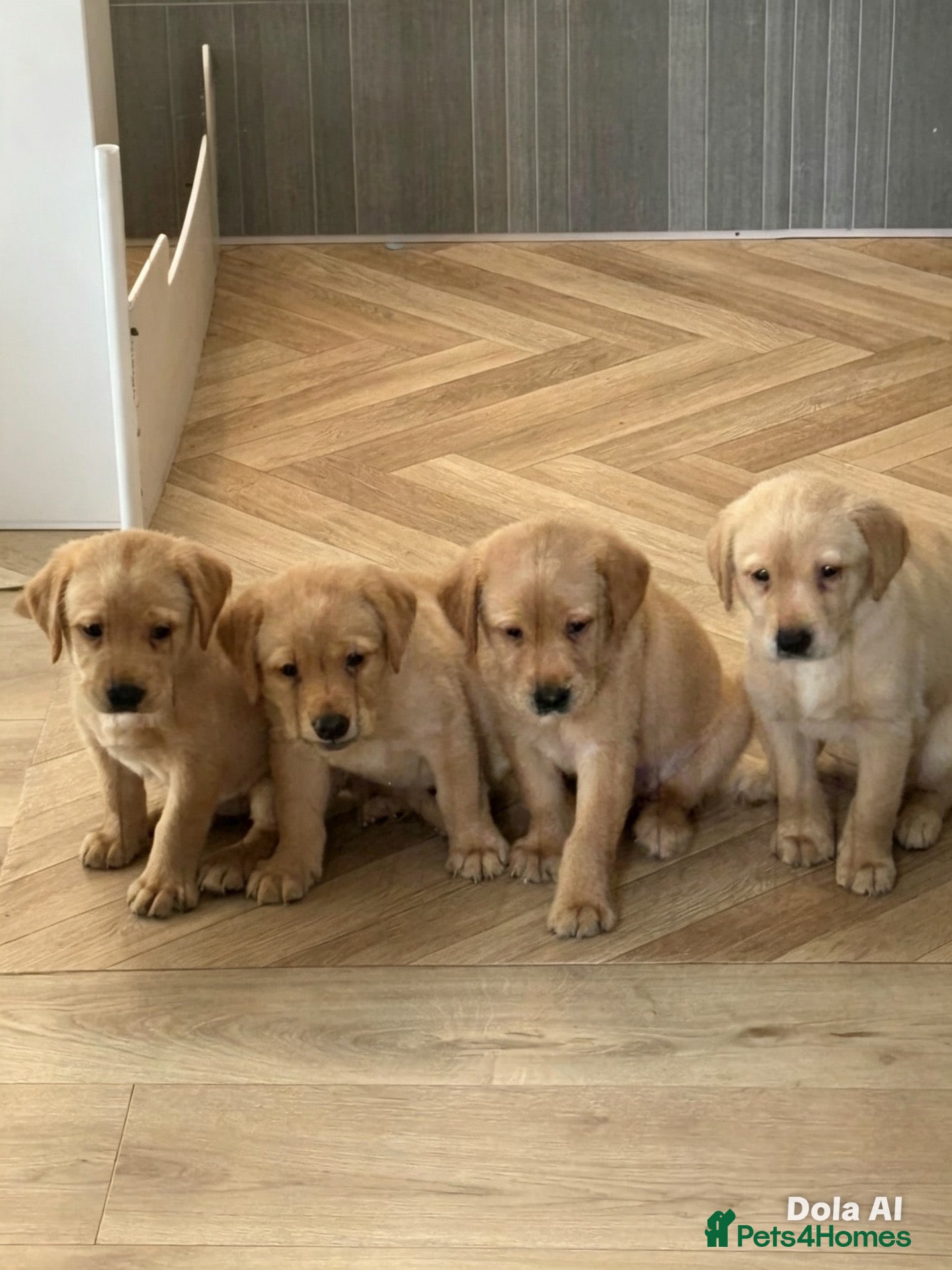 Labrador Retriever dogs Gorgeous pups ready for new homes in 1 week!!  - Advert 16