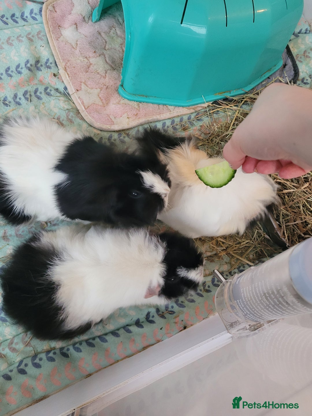 Guinea Pig rodents for sale: 3 Female Guinea Pigs Looking for a New Home - Advert 3