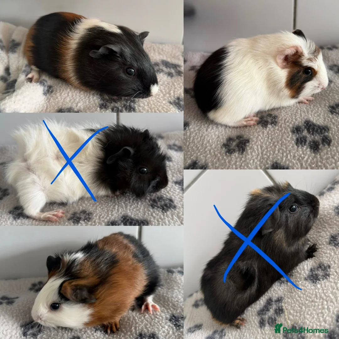 Guinea Pig rodents for sale: 3 beautiful baby boys available  - Advert 1