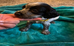 Cocker Spaniel dogs for sale: Georgous blue roan cocker spaniels - Image 18