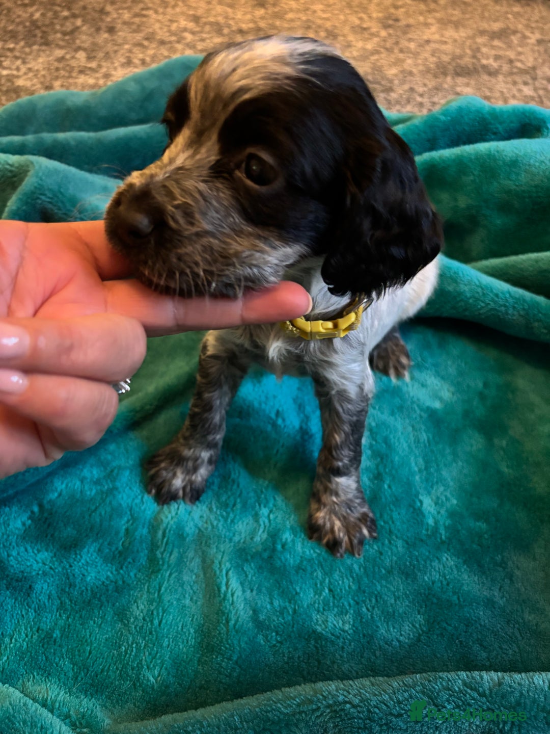 Cocker Spaniel dogs for sale: Georgous blue roan cocker spaniels - Image 18