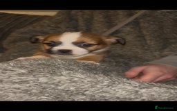 Mixed Breed dogs for sale: Very adorable Shih tzu for sale , 2 boys and 1girl - Advert 7