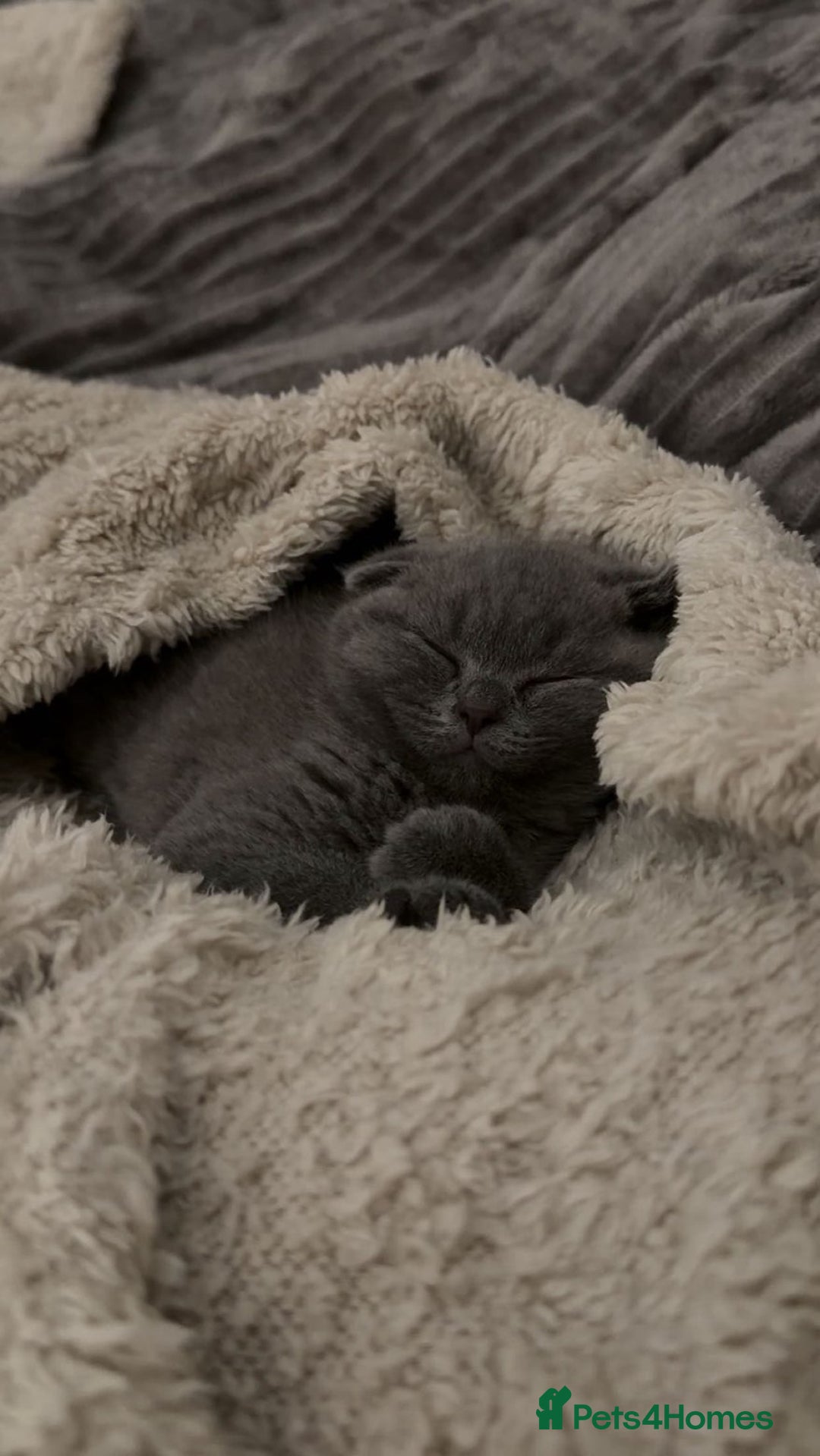 Scottish Fold cats for sale: Scottish fold (female)  - Advert 3