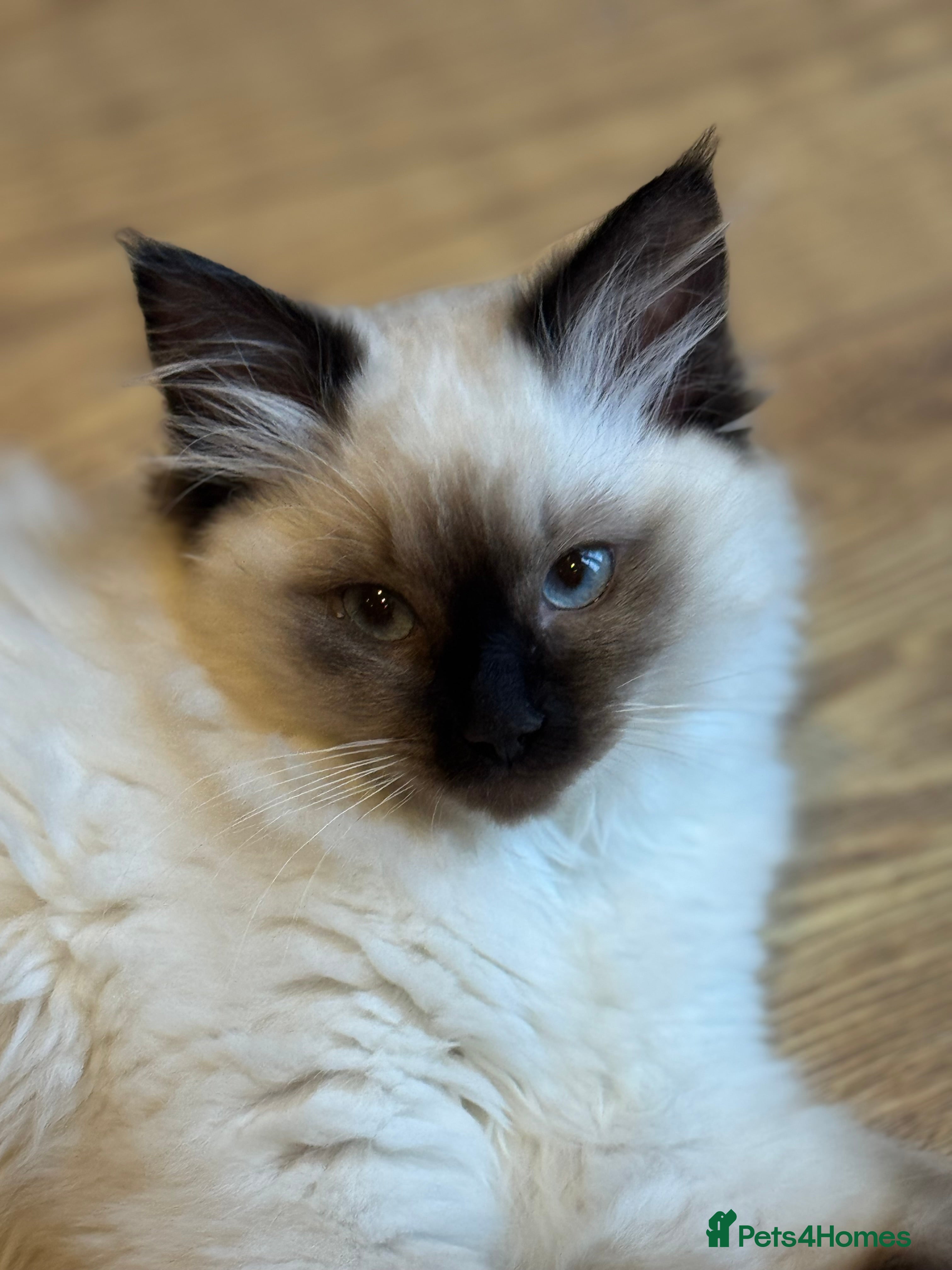 Ragdoll cats Affectionate Ragdoll female kitten-14 weeks-Indoor - Advert 9