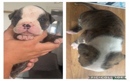 American Bulldog dogs for sale: American bulldogs  - Image 2
