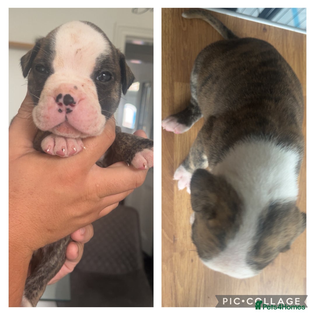 American Bulldog dogs for sale: American bulldogs  - Image 2