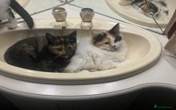 British Shorthair cats for sale: KITTENS FOR REHOMING - Image 2
