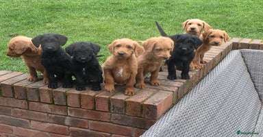 Labradoodle dogs - Advert 2