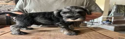 Miniature Schnauzer dogs for sale: Miniature schnauzer  - Advert 15