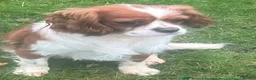 Cavalier King Charles Spaniel dogs for stud: Fully Health tested Cavalier at stud  - Advert 2