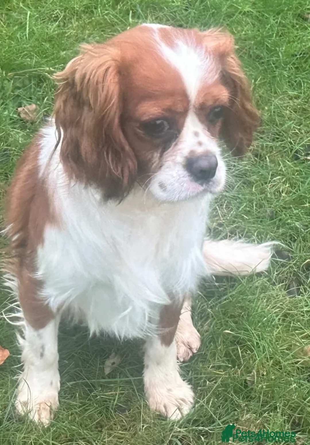 Cavalier King Charles Spaniel dogs for stud: Fully Health tested Cavalier at stud  - Advert 2