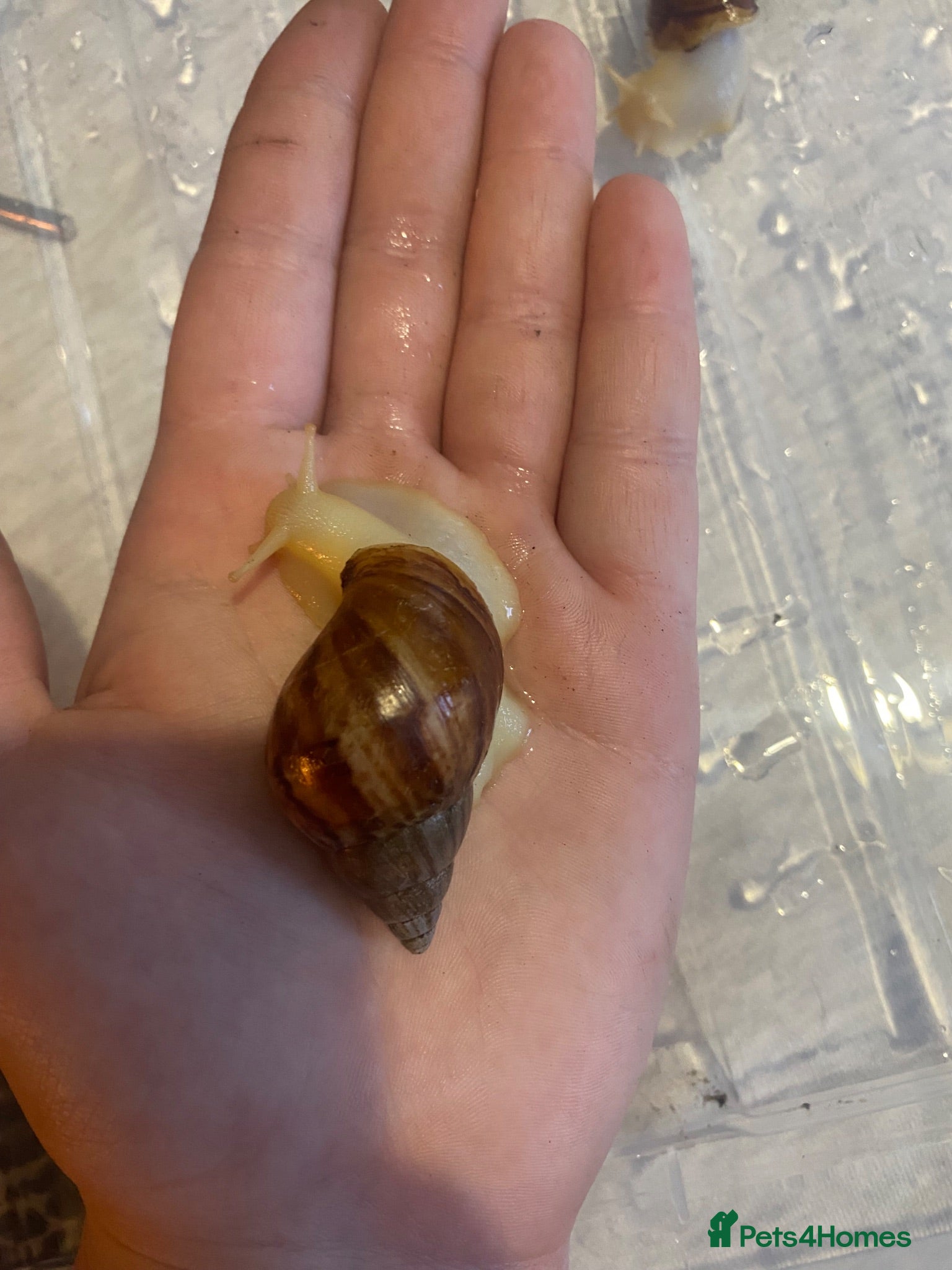 Snails invertebrates African land snails - Advert 1