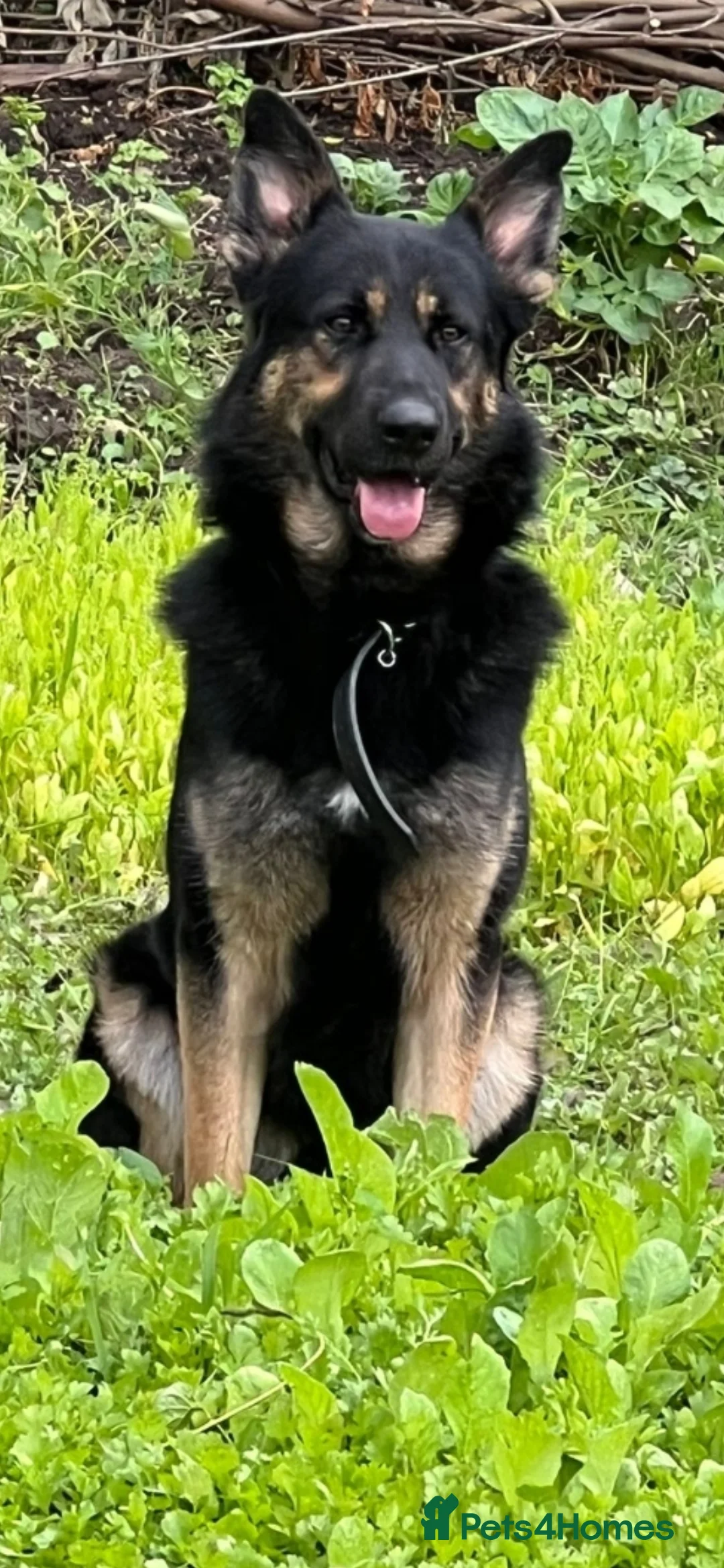 German Shepherd dogs for sale: Recho in London - Advert 1