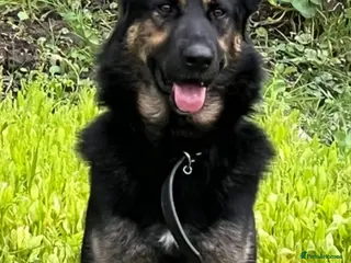 German Shepherd dogs Recho in London - Advert 17