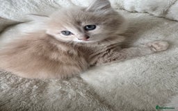 Persian cats for sale: Mink coloured Persian Mixed boys - Image 15