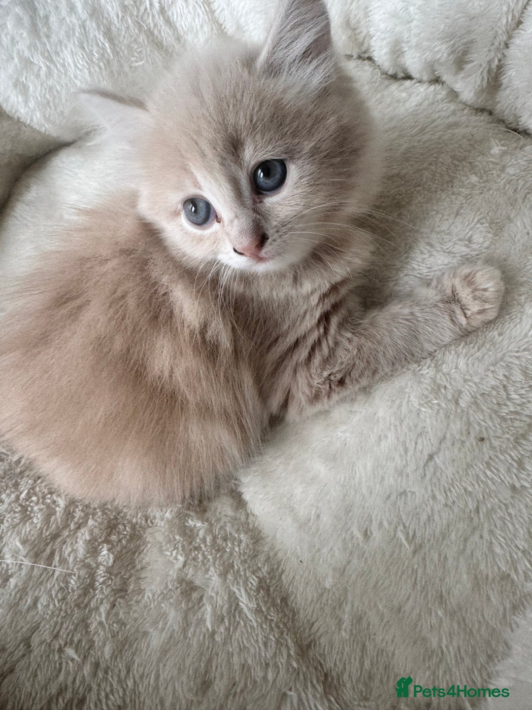 Persian cats for sale: Mink coloured Persian Mixed boys - Image 15