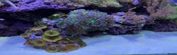 Other/Mixed Breed fish for sale:  600L Full Reef System With Fish & Corals - Advert 7