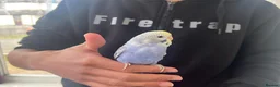 Budgerigars birds for sale: Super hand tamed baby budgies  - Advert 8