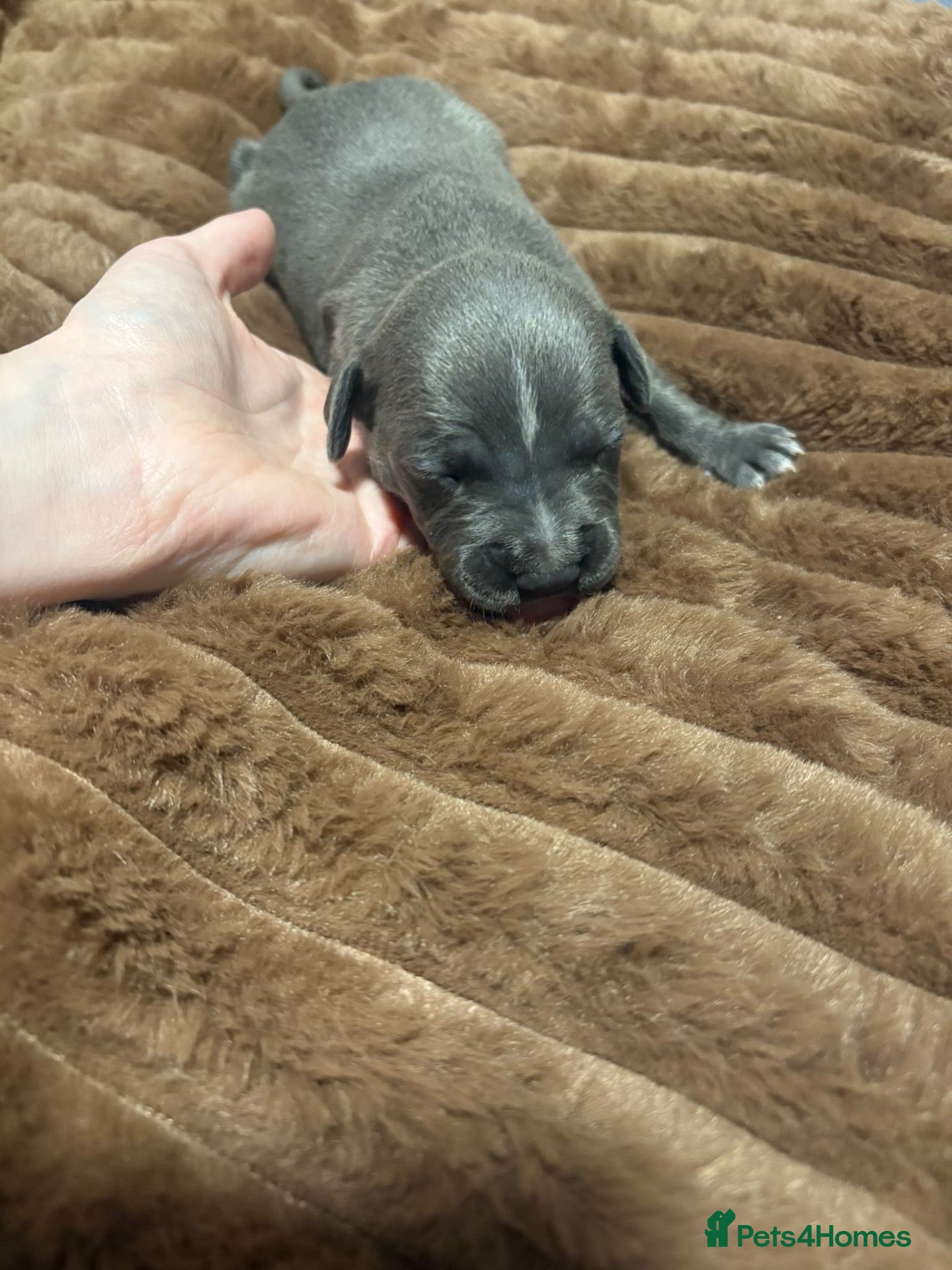Staffordshire Bull Terrier dogs 10 Beautiful blue Staffordshire bull terrier pups - Advert 14