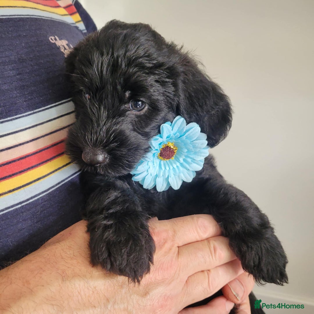 Mixed Breed dogs for sale: Beautiful Unique colours and markings - Image 4