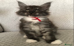 Maine Coon cats for sale: MaineCoon Kittens Black Smoke 1 Boy & 2 Girls - Image 22