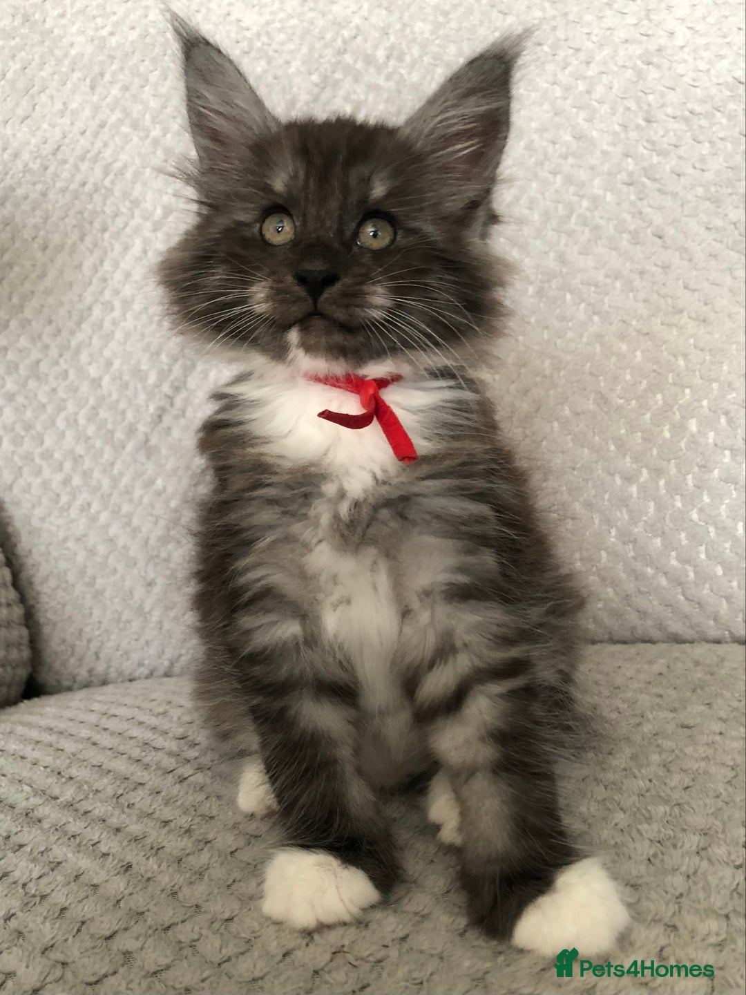 Maine Coon cats for sale: MaineCoon Kittens Black Smoke 1 Boy & 2 Girls - Image 22