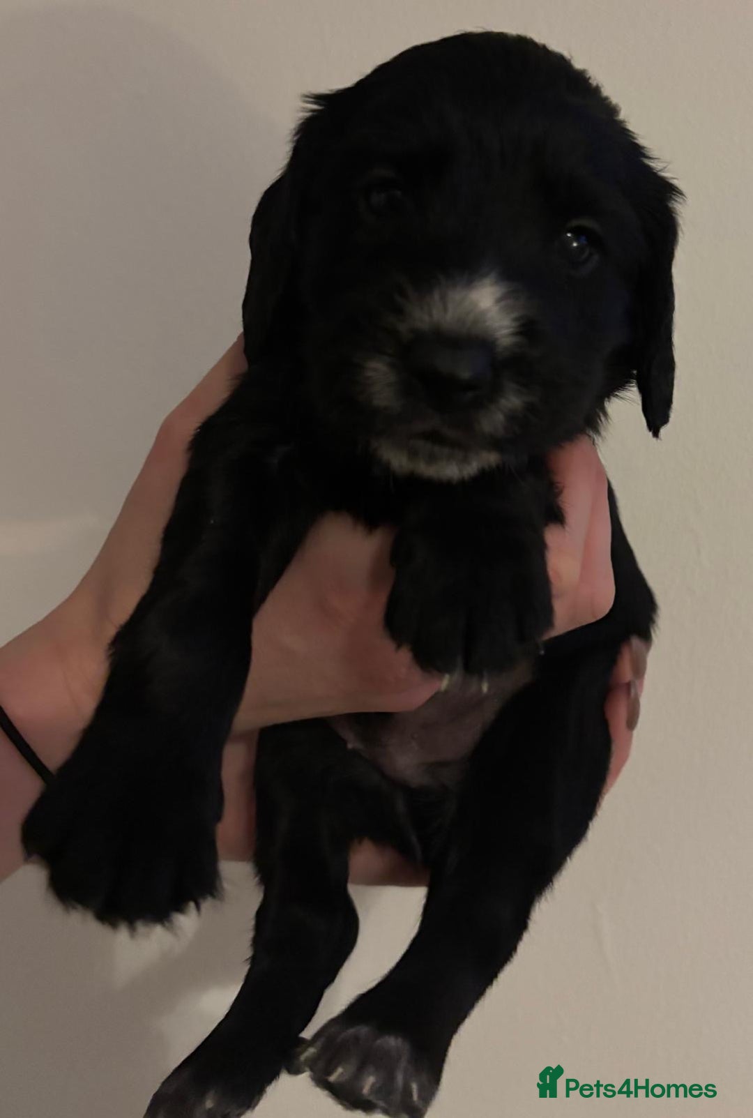 Mixed Breed dogs for sale: Beautiful Labradoodle x Cocker Spaniel Puppies - Advert 17