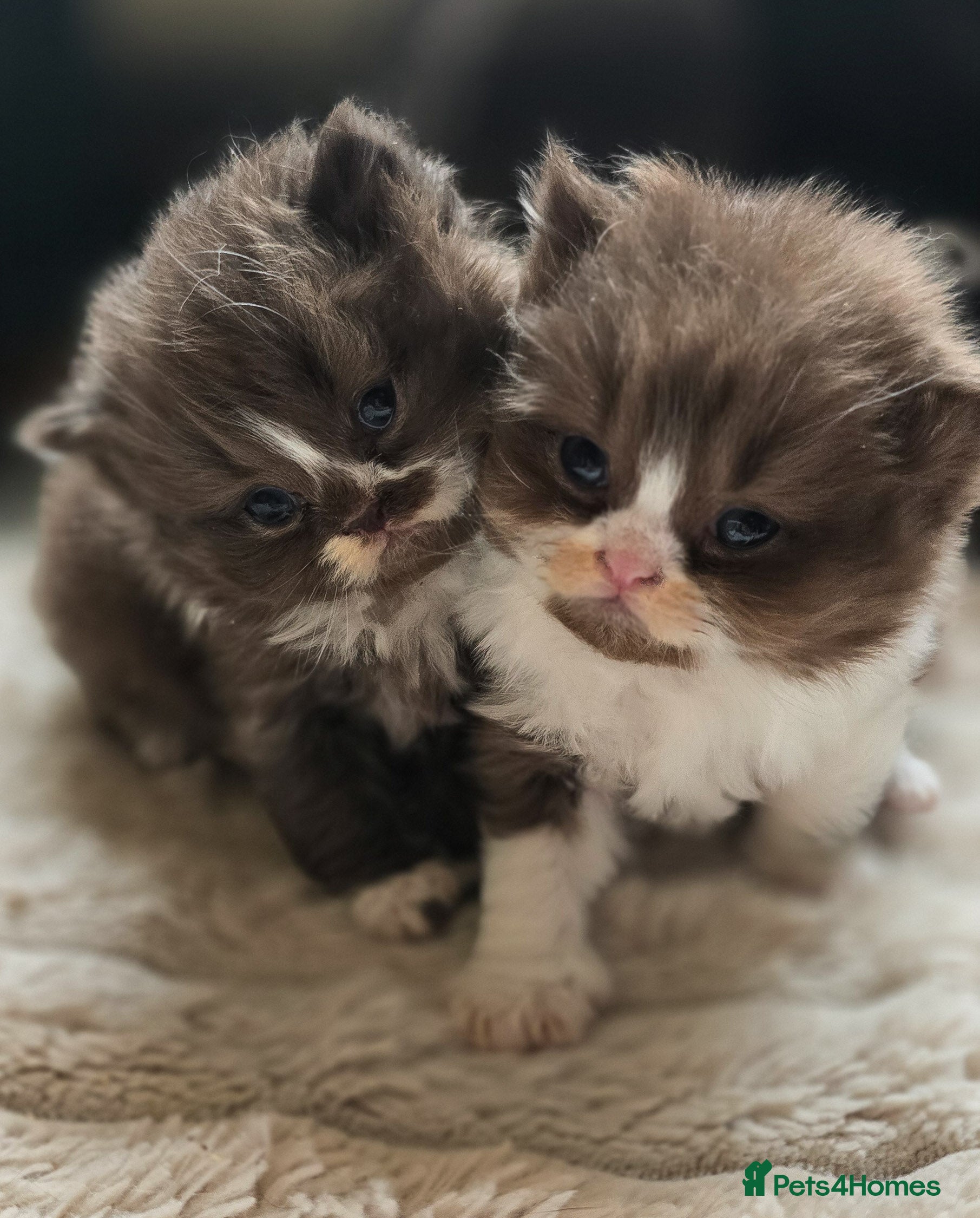 British Shorthair cats Beautiful British longhair kittens 🤎🧸  - Advert 17