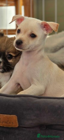 Pomchi dogs - Advert 15