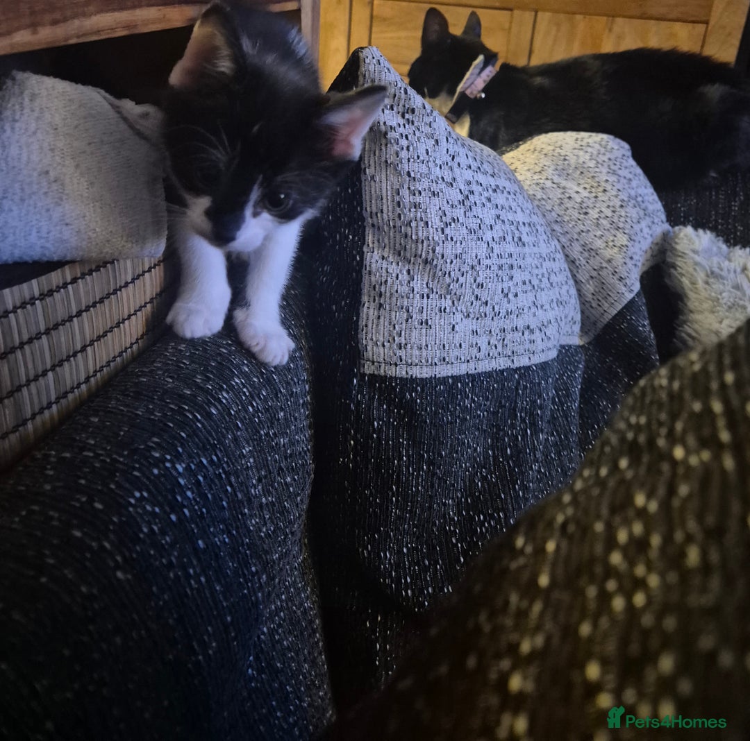 Mixed Breed cats for sale: 3 beautiful kittens - Image 4