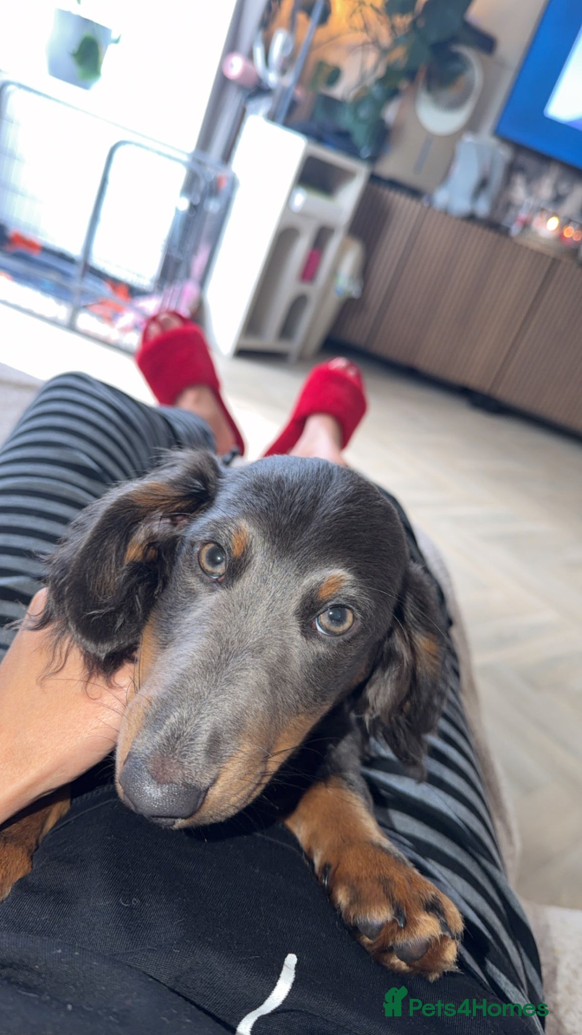 Miniature Dachshund dogs Male longhair mini dachshund blue&tan  - Advert 5