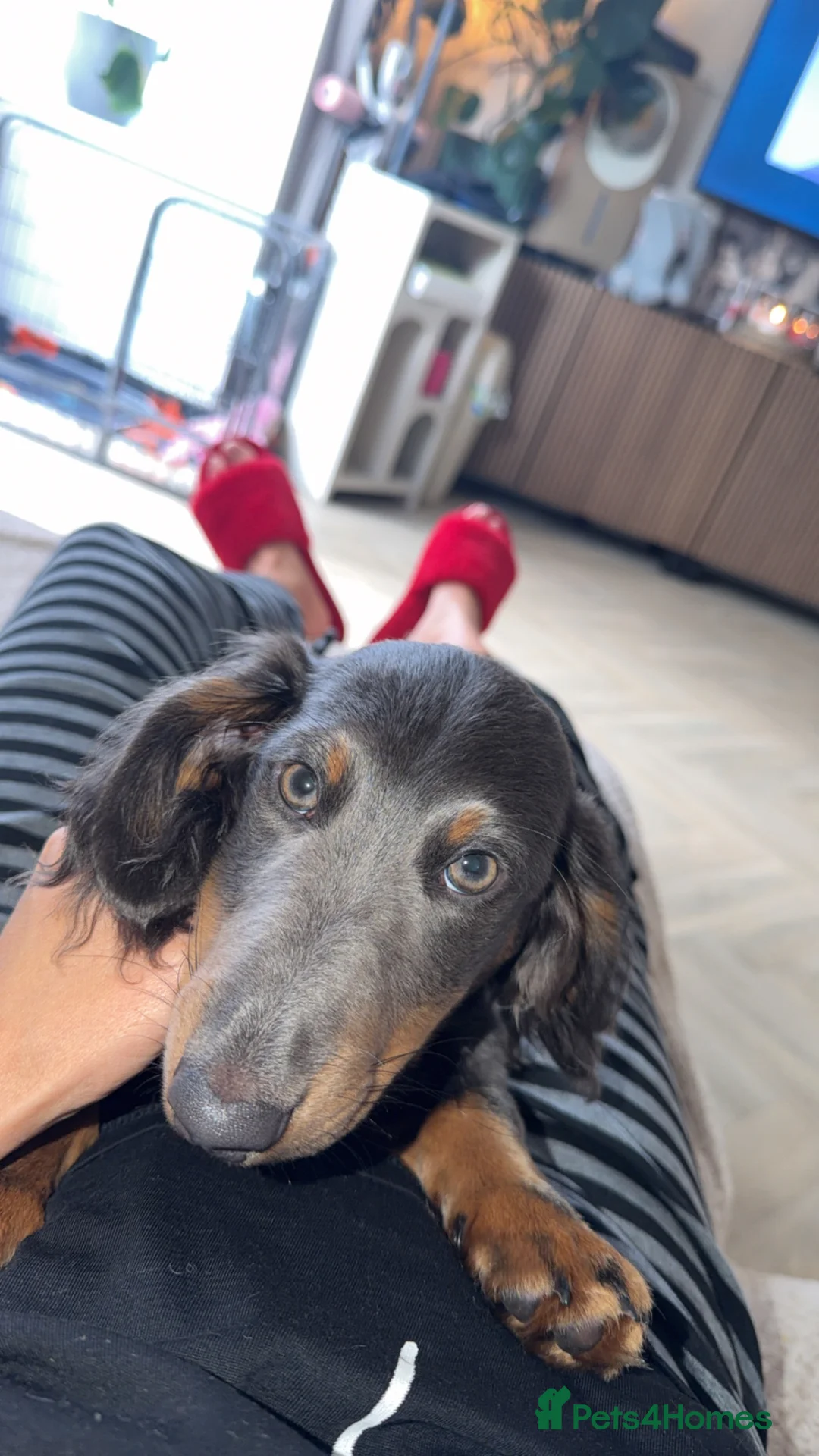 Miniature Dachshund dogs for sale: Male longhair mini dachshund blue&tan  - Advert 2
