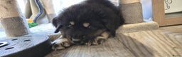 Tibetan Mastiff dogs for sale: Tibetan mastiff puppies  - Advert 6
