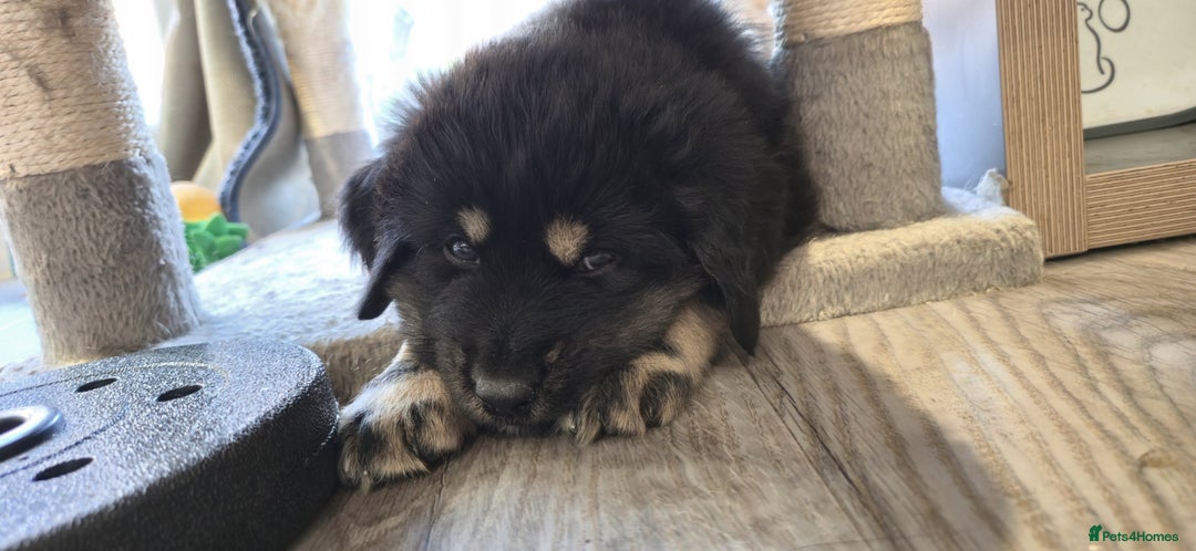 Tibetan Mastiff dogs for sale: Tibetan mastiff puppies  - Advert 6
