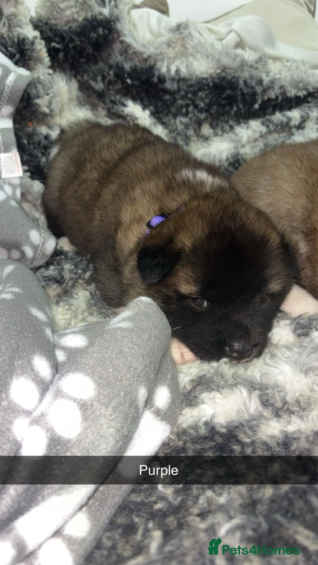 Mixed Breed dogs for sale: 3/4 American Akita x Husky  - Advert 10