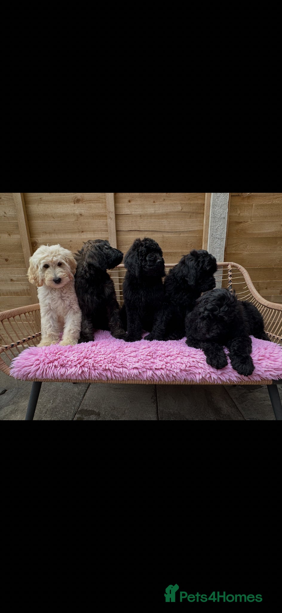 Goldendoodle dogs Goldendoodle pups health tested parents  - Advert 2