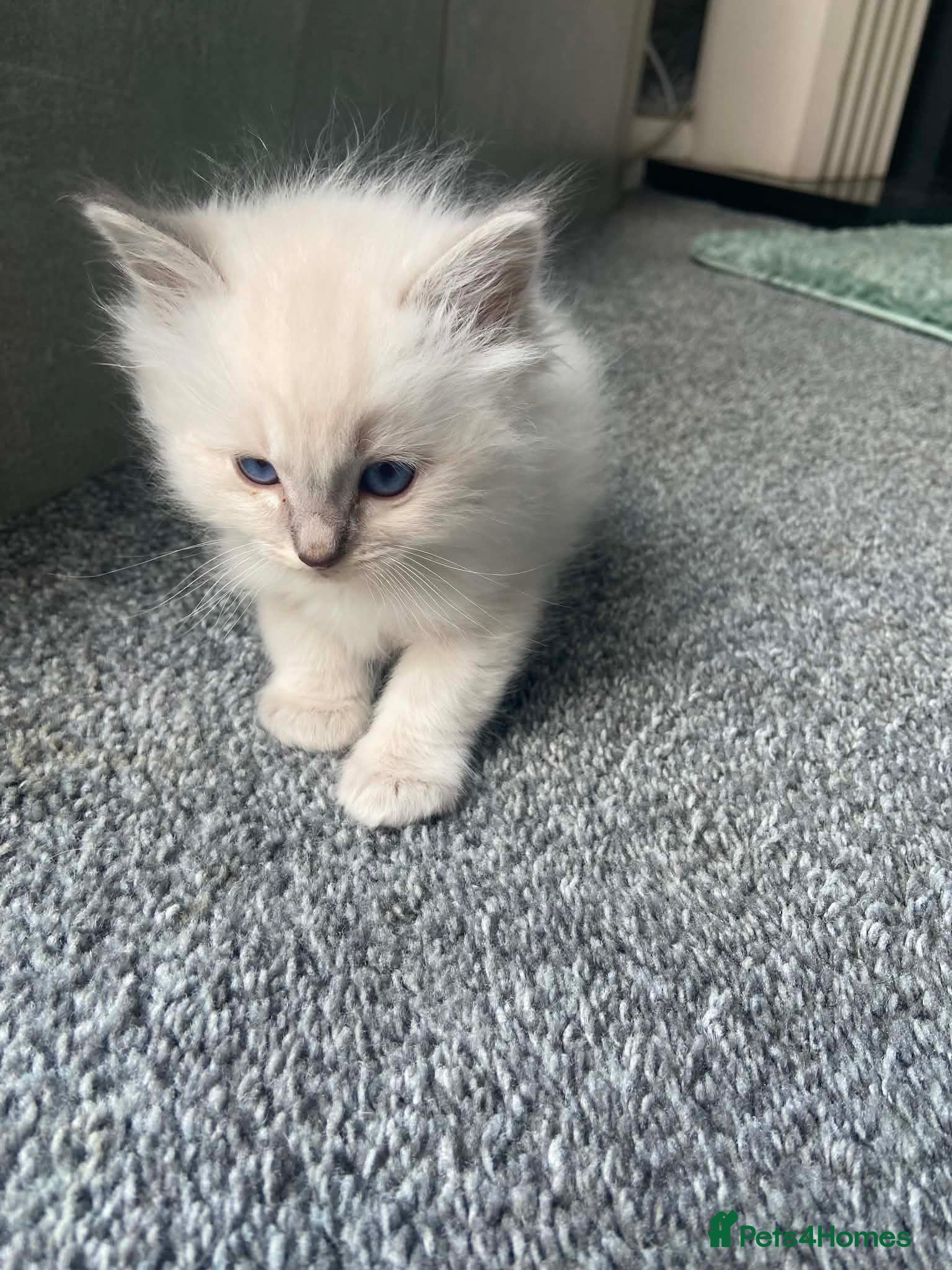Ragdoll cats Adorable Lilac point Ragdoll kittens - Advert 12