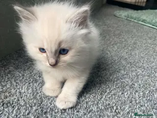 Ragdoll cats Adorable Lilac point Ragdoll kittens - Advert 1