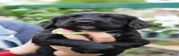 Sprocker dogs for sale: Joyful Sprocker Puppies for Sale - Advert 15