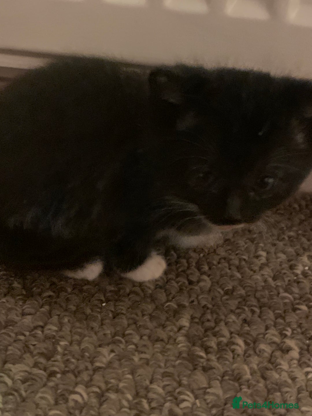 Mixed Breed cats for sale: Kittens  - Advert 14