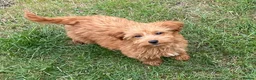 Cockapoo dogs for sale: Cockapoo puppies for sale - Advert 10