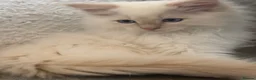 Ragdoll cats for sale: Blue Tortie Point Mitted Ragdoll Kittens - Advert 12