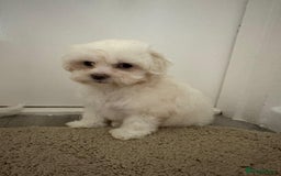 Maltipoo dogs for sale: Maltipoo puppies  - Image 3